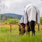 Derka letnia/przeciw owadom Amigo Airflow Plus Biało/Szaro/Niebieska Derka letnia/przeciw owadom Amigo Airflow Plus Biało/Szaro/Niebieska