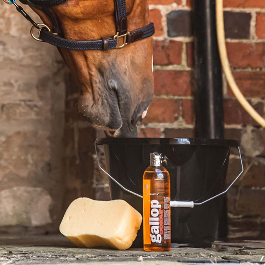 Szampon Gallop Colour Rudy i Palomino 500ml