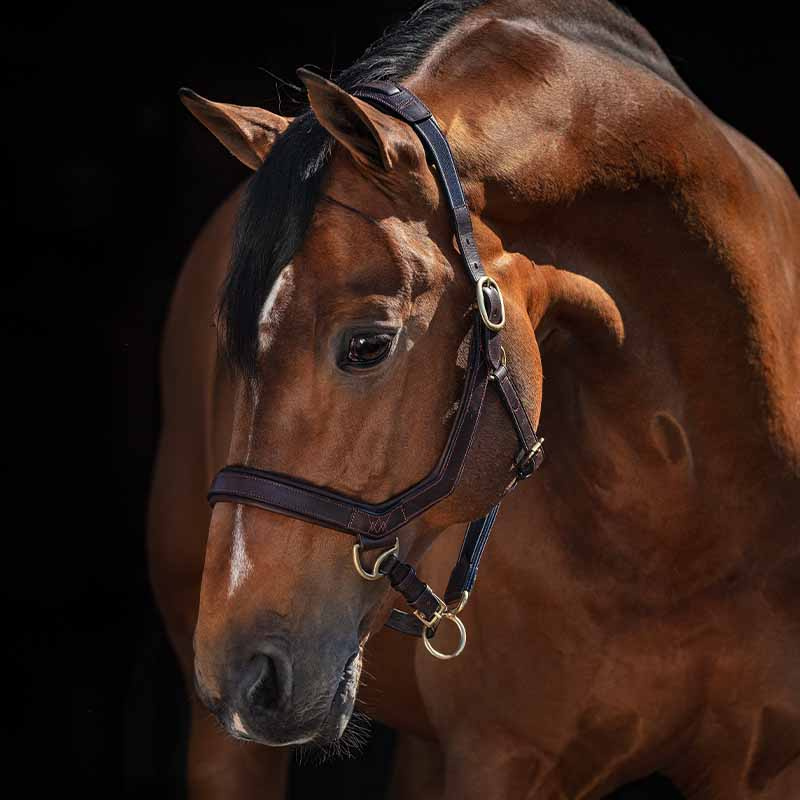 Kantar skórzany Rambo Micklem Brązowy