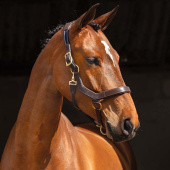 Kantar skórzany Rambo Micklem Brązowy Kantar skórzany Rambo Micklem Brązowy