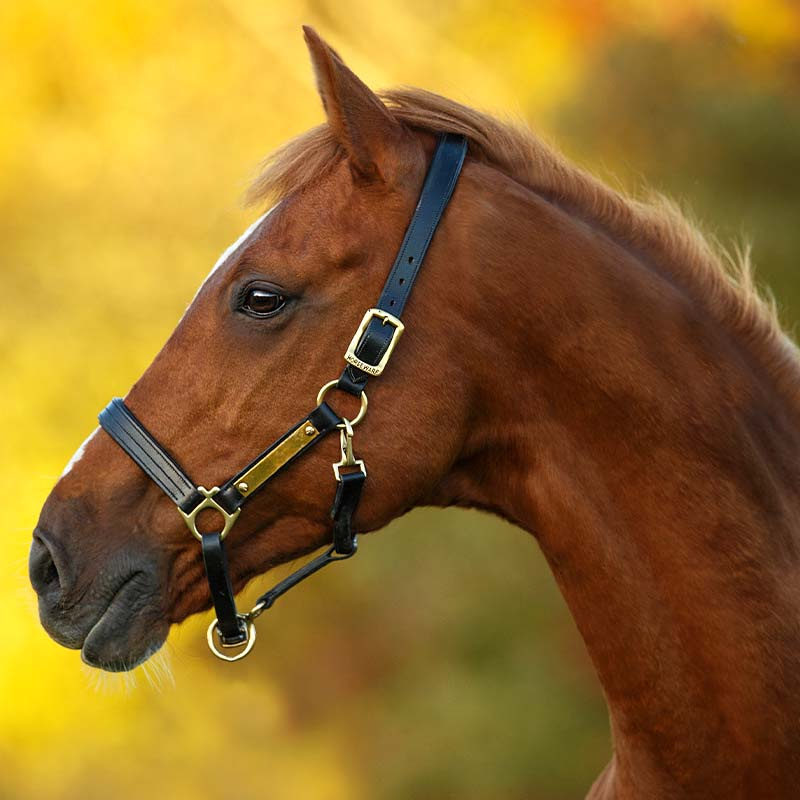 Kantar skórzany Amigo Padded Czarny