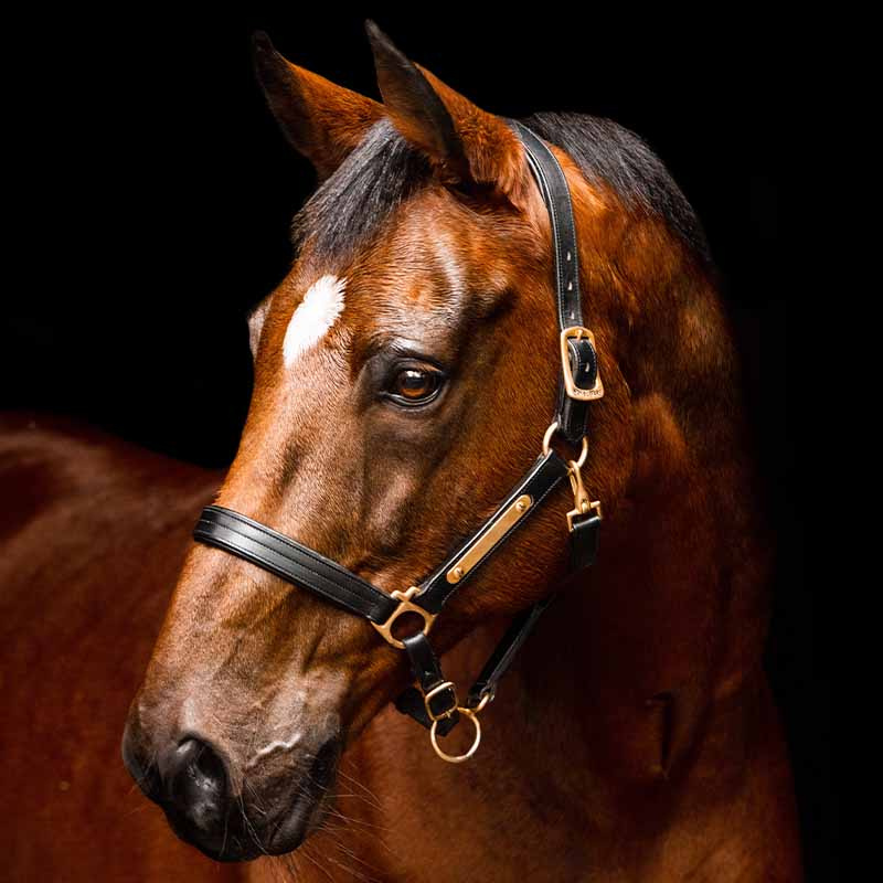 Kantar skórzany Amigo Padded Czarny