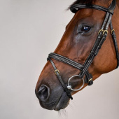 Ogłowie kombinowane Plaited Dyon Collection Czarne Ogłowie kombinowane Plaited Dyon Collection Czarne