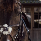 Ogłowie Meksykańskie Plaited Dyon Collection Brązowe Ogłowie Meksykańskie Plaited Dyon Collection Brązowe