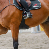 Popręg skokowy z fartuchem Techno Stud Czarny Popręg skokowy z fartuchem Techno Stud Czarny