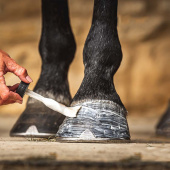 Krem nawilżający do kopyt Cornucrescine 500ml Krem nawilżający do kopyt Cornucrescine 500ml