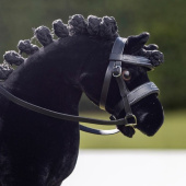 Ogłowie Toy Pony Czarne Ogłowie Toy Pony Czarne