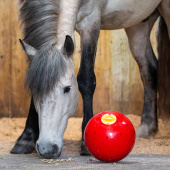 Piłka na przysmaki Snak-a-Ball Poziom 2 Czerwona Piłka na przysmaki Snak-a-Ball Poziom 2 Czerwona