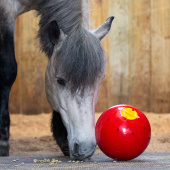 Piłka na przysmaki Snak-a-Ball Poziom 2 Czerwona Piłka na przysmaki Snak-a-Ball Poziom 2 Czerwona