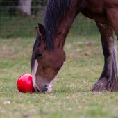 Piłka na przysmaki Snak-a-Ball Poziom 2 Czerwona Piłka na przysmaki Snak-a-Ball Poziom 2 Czerwona