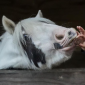 Przysmaki dla koni Stud Muffins 3 szt Przysmaki dla koni Stud Muffins 3 szt