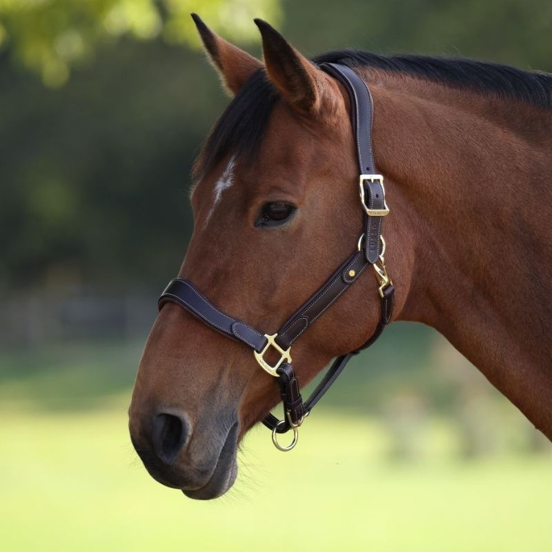 Skórzany kantar LUSSO Lorca Brązowy