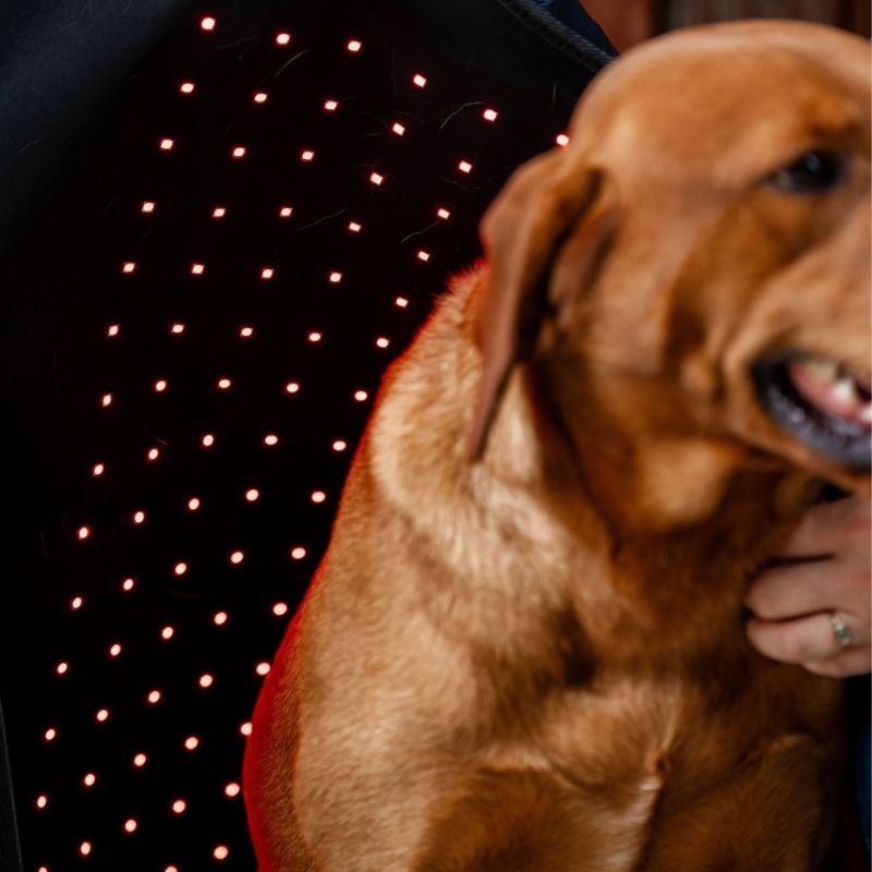 Derka terapeutyczna dla psa LED Red Light Therapy
