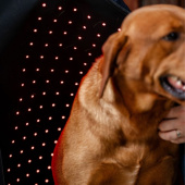 Derka terapeutyczna dla psa LED Red Light Therapy Derka terapeutyczna dla psa LED Red Light Therapy