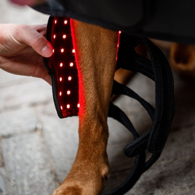 Bandaż terapeutyczny dla psa LED Red Light Therapy 